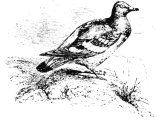 Dove (Columba livia), Heb.YONaH